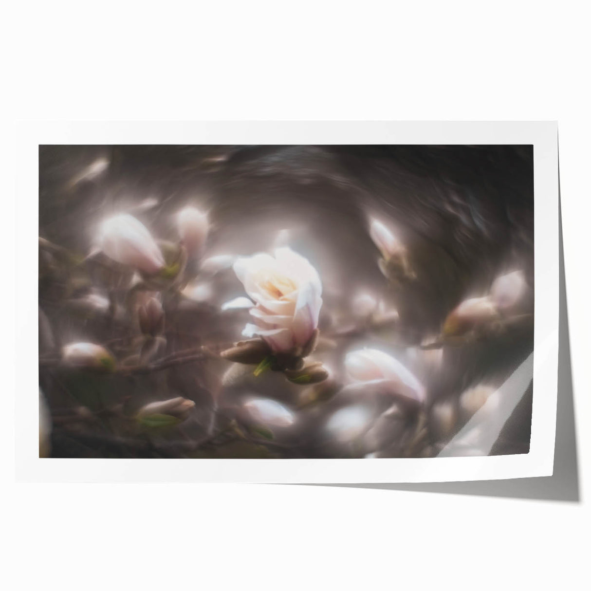Whispers in Bloom – Ethereal Floral Motion Captured in Soft Focus