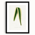 Romanticism Art: Yucca Filamentosa Leaf Illustration Canvas Print