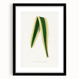 Romanticism Art: Yucca Filamentosa Leaf Illustration Canvas Print