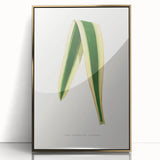 Romanticism Art: Yucca Filamentosa Leaf Illustration Canvas Print