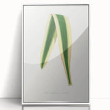 Romanticism Art: Yucca Filamentosa Leaf Illustration Canvas Print
