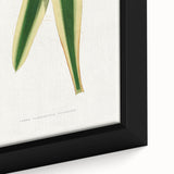 Romanticism Art: Yucca Filamentosa Leaf Illustration Canvas Print