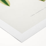 Romanticism Art: Yucca Filamentosa Leaf Illustration Canvas Print