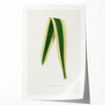 Romanticism Art: Yucca Filamentosa Leaf Illustration Canvas Print