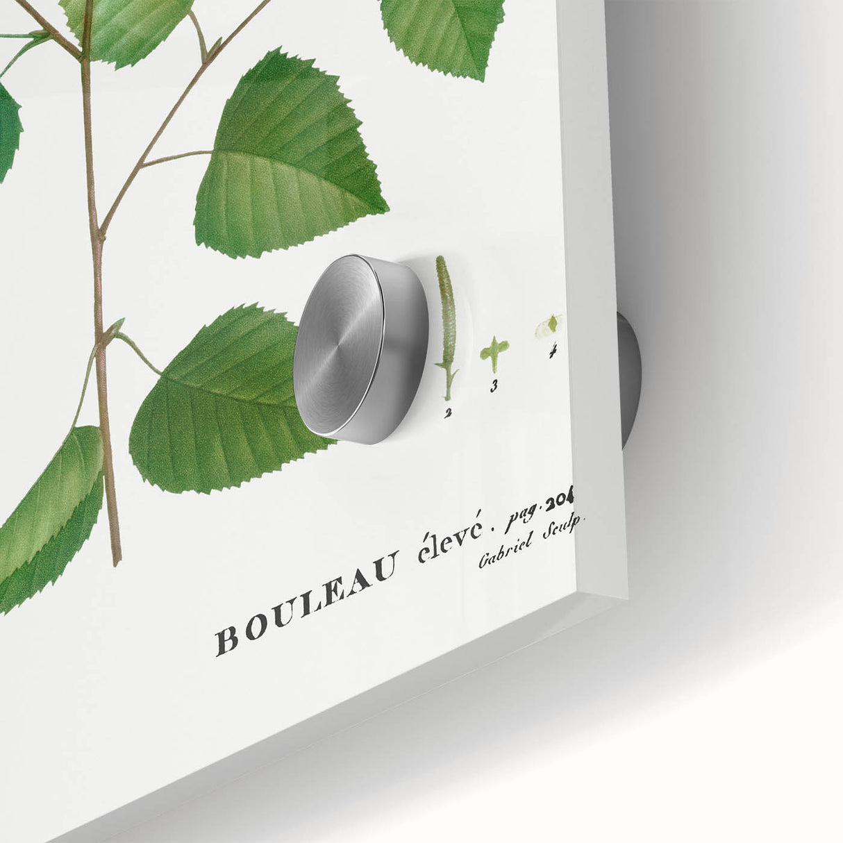 Neoclassical Art Print: Betula Excelsa - Elegant Botanical Wall Art