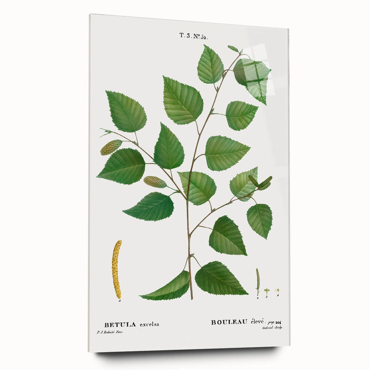 Neoclassical Art Print: Betula Excelsa - Elegant Botanical Wall Art