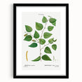 Neoclassical Art Print: Betula Excelsa - Elegant Botanical Wall Art