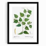 Neoclassical Art Print: Betula Excelsa - Elegant Botanical Wall Art