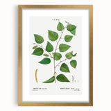 Neoclassical Art Print: Betula Excelsa - Elegant Botanical Wall Art