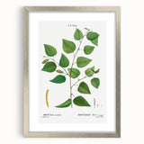 Neoclassical Art Print: Betula Excelsa - Elegant Botanical Wall Art
