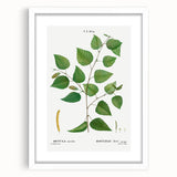 Neoclassical Art Print: Betula Excelsa - Elegant Botanical Wall Art