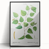 Neoclassical Art Print: Betula Excelsa - Elegant Botanical Wall Art