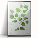 Neoclassical Art Print: Betula Excelsa - Elegant Botanical Wall Art