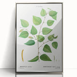 Neoclassical Art Print: Betula Excelsa - Elegant Botanical Wall Art