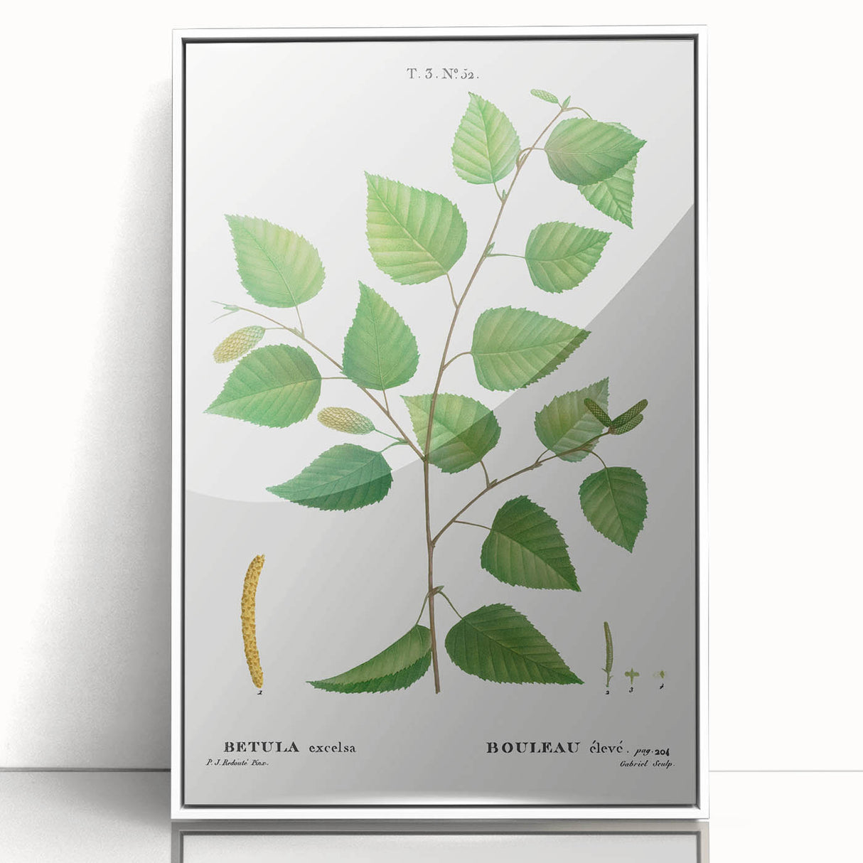 Neoclassical Art Print: Betula Excelsa - Elegant Botanical Wall Art