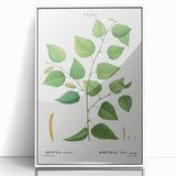 Neoclassical Art Print: Betula Excelsa - Elegant Botanical Wall Art