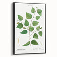 Neoclassical Art Print: Betula Excelsa - Elegant Botanical Wall Art