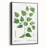 Neoclassical Art Print: Betula Excelsa - Elegant Botanical Wall Art