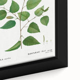 Neoclassical Art Print: Betula Excelsa - Elegant Botanical Wall Art