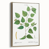 Neoclassical Art Print: Betula Excelsa - Elegant Botanical Wall Art