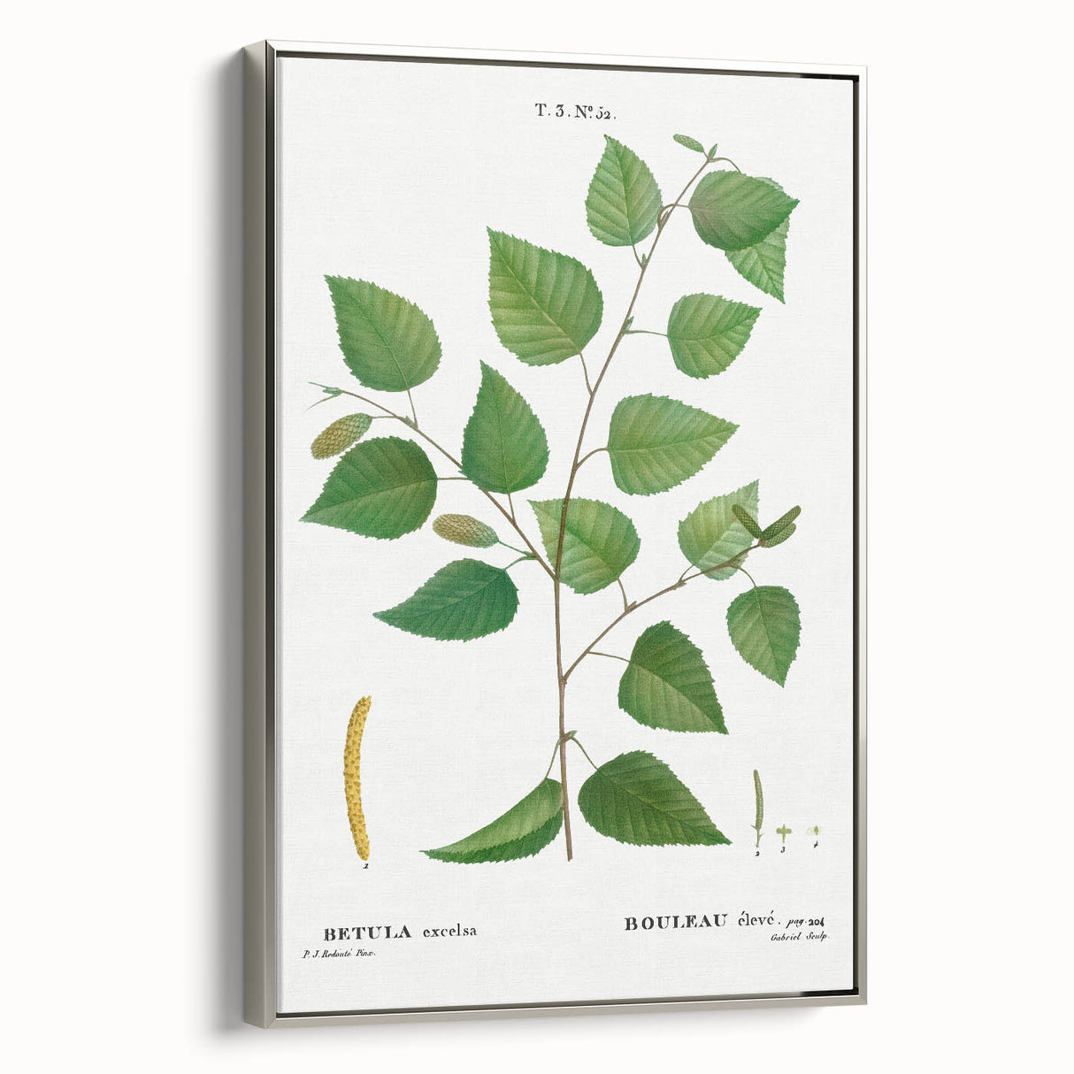 Neoclassical Art Print: Betula Excelsa - Elegant Botanical Wall Art