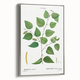 Neoclassical Art Print: Betula Excelsa - Elegant Botanical Wall Art