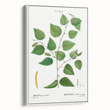 Neoclassical Art Print: Betula Excelsa - Elegant Botanical Wall Art