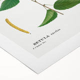 Neoclassical Art Print: Betula Excelsa - Elegant Botanical Wall Art