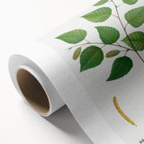 Neoclassical Art Print: Betula Excelsa - Elegant Botanical Wall Art