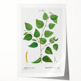 Neoclassical Art Print: Betula Excelsa - Elegant Botanical Wall Art
