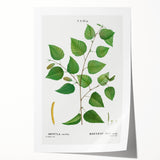 Neoclassical Art Print: Betula Excelsa - Elegant Botanical Wall Art