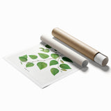 Neoclassical Art Print: Betula Excelsa - Elegant Botanical Wall Art