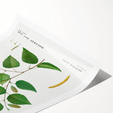 Neoclassical Art Print: Betula Excelsa - Elegant Botanical Wall Art