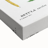 Neoclassical Art Print: Betula Excelsa - Elegant Botanical Wall Art