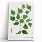 Neoclassical Art Print: Betula Excelsa - Elegant Botanical Wall Art