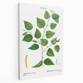 Neoclassical Art Print: Betula Excelsa - Elegant Botanical Wall Art