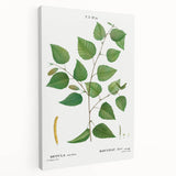 Neoclassical Art Print: Betula Excelsa - Elegant Botanical Wall Art