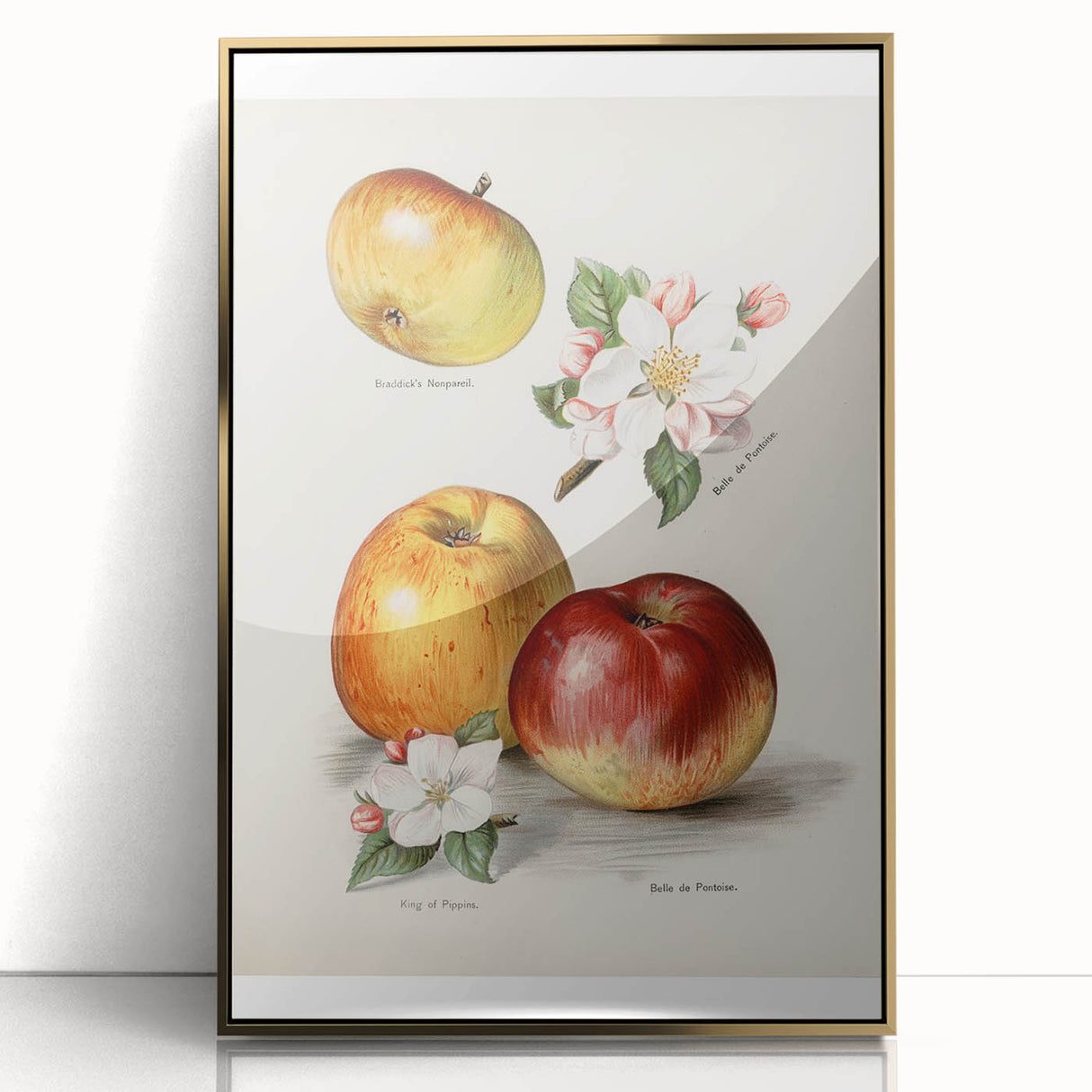 Mid-century modernist large art print featuring assorted fruits in bright colors on a gold framed acrylic.