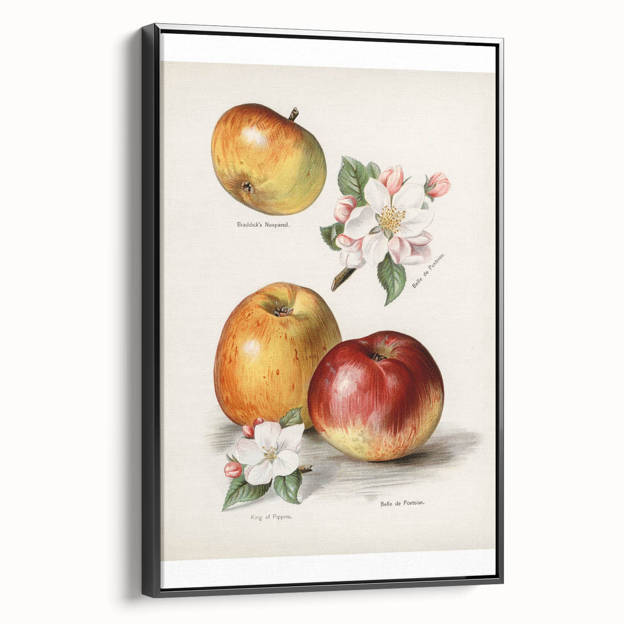 Black and white vintage poster art of assorted fruits on a framed canvas, ideal for bedroom wall decor.