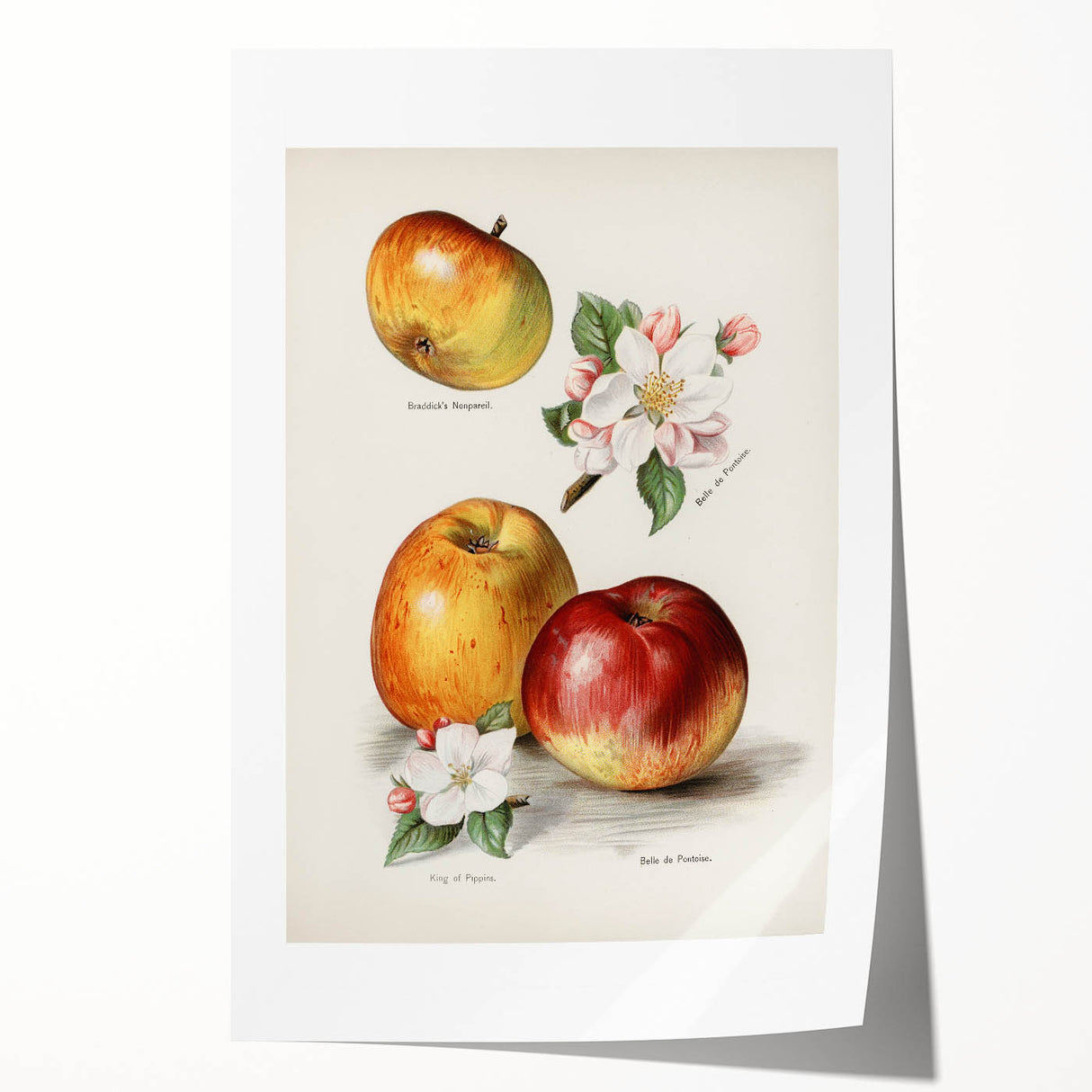 Extra large rolled print featuring an array of vibrant fruits on a white background, ideal for dining room wall art.