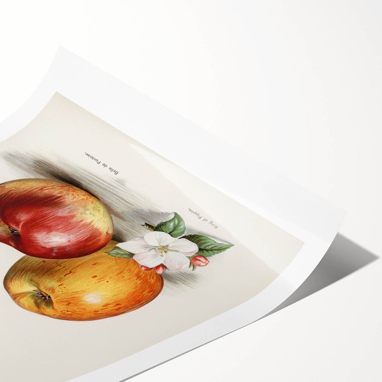 Extra large rolled print featuring line art flowers in black and white, ideal for large living room wall art.