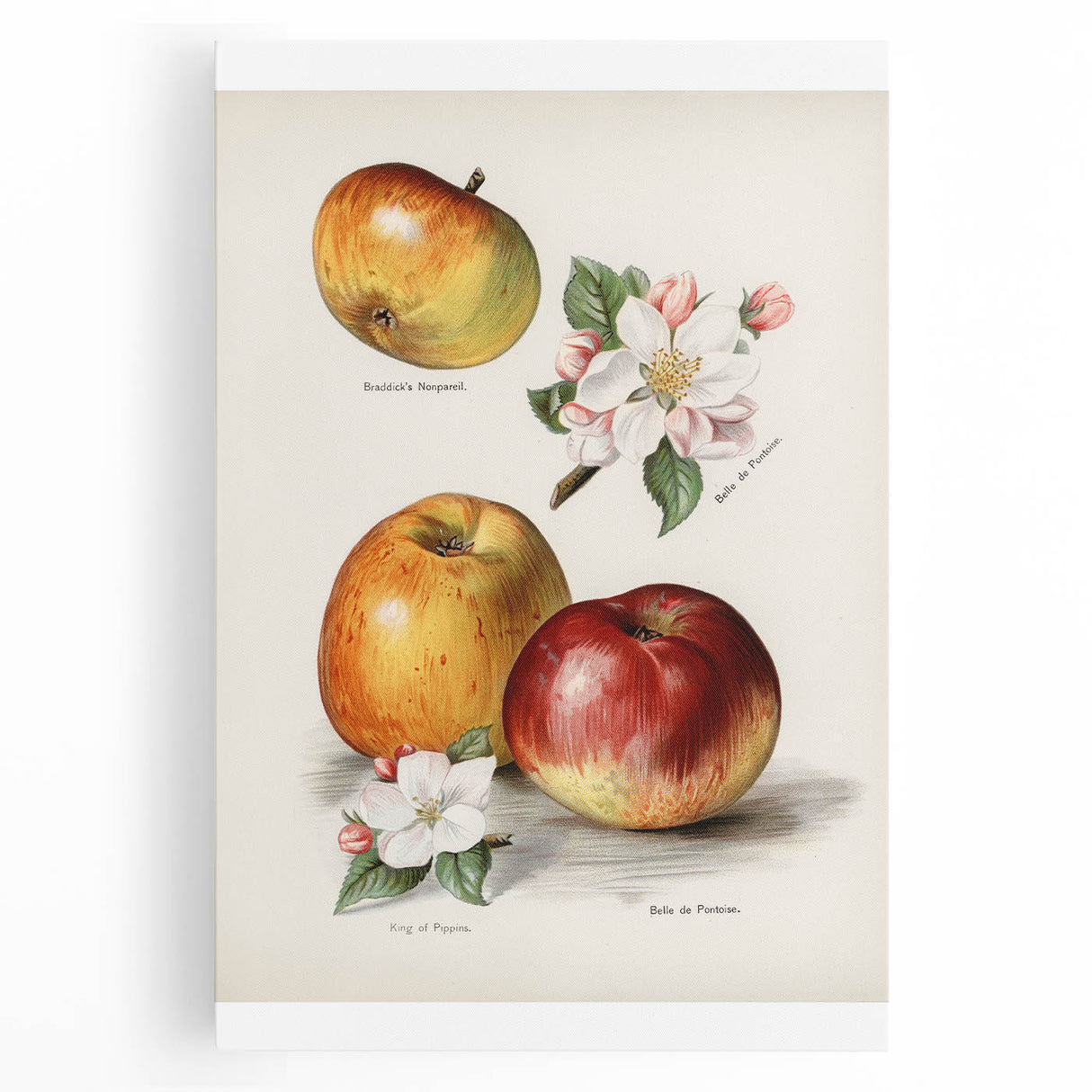 Black and white stretched canvas of assorted fruits, ideal for kitchen wall art.