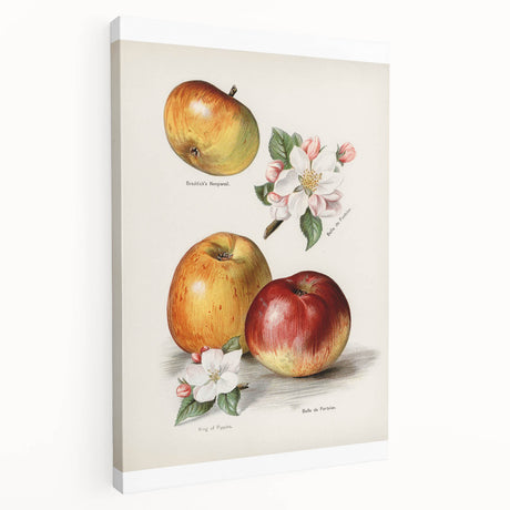 Large stretched canvas depicting an array of colorful fruits, ideal for kitchen wall art.