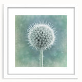 Abstract art print featuring close-up floral designs in soft pastel shades on a white framed mat.