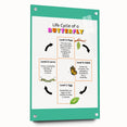 Kids Educational Wall Art - Life Cycle of a Butterfly Poster