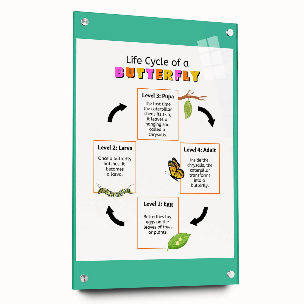 Kids Educational Wall Art - Life Cycle of a Butterfly Poster