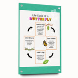 Kids Educational Wall Art - Life Cycle of a Butterfly Poster