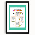 Kids Educational Wall Art - Life Cycle of a Butterfly Poster