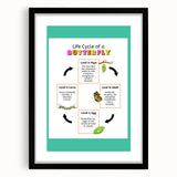 Kids Educational Wall Art - Life Cycle of a Butterfly Poster