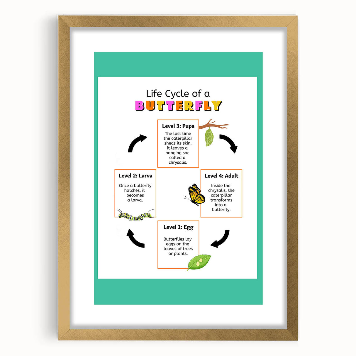 Kids Educational Wall Art - Life Cycle of a Butterfly Poster